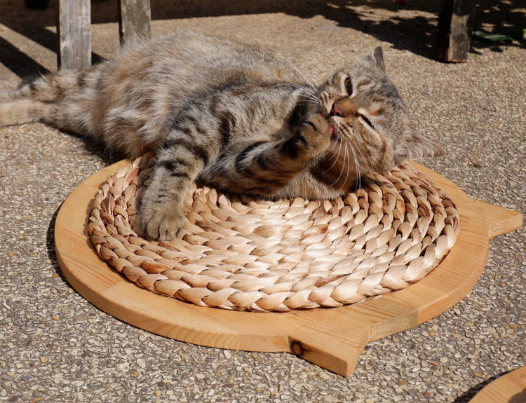 Pet Toys
